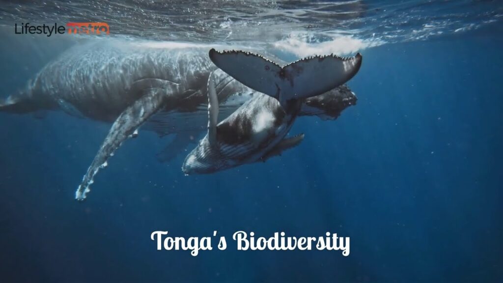 Tonga Travel