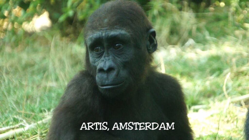 Artis Zoo