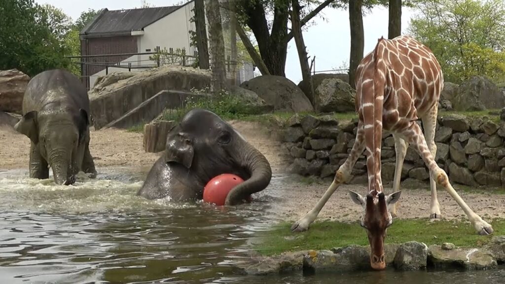Artis Zoo