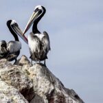 Ballestas Islands