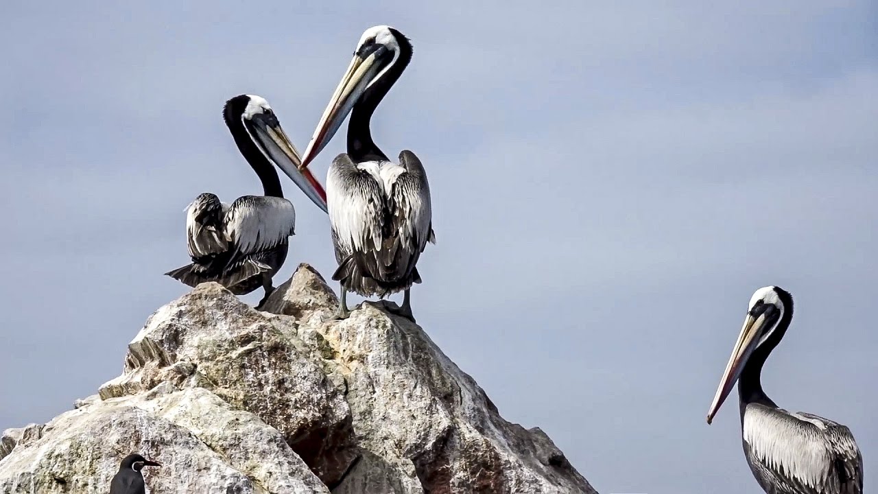 Ballestas Islands