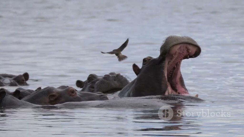 botswana travel