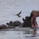 botswana travel