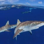 Marshall Islands Travel