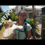 Tonga Travel