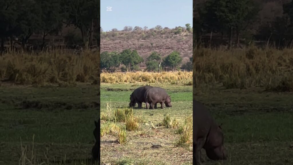 botswana travel