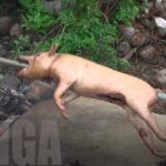 Tonga Travel