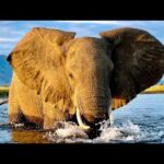 Zambia Travel