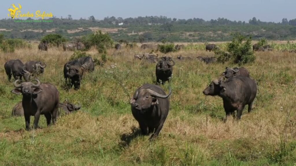 Zambia Travel