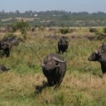 Zambia Travel
