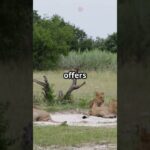 botswana travel